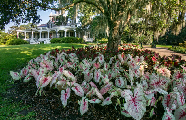Vibrant pink and white caladiums underneath a tree with a Southern-style home in the background at Rip Van Winkle Gardens.