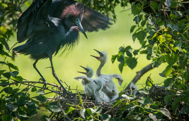 Mother and baby birds