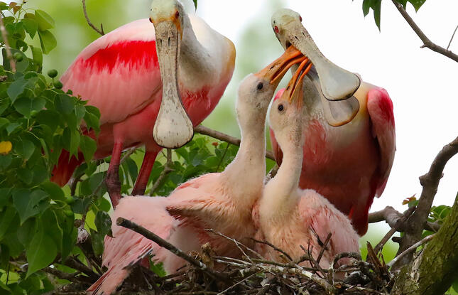 Roseate spoonbills