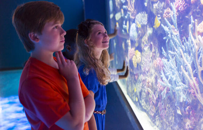 Children gazing at vibrant marine life at the Shreveport Aquarium in Shreveport, Louisiana.