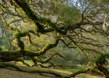 Avery Island