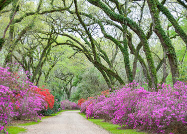 Afton Villa Gardens