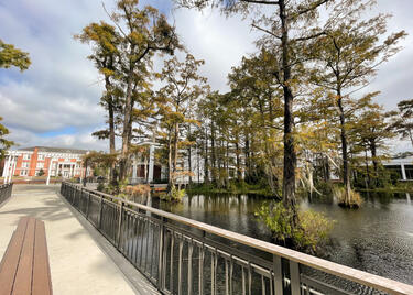 Swamp on ULL Campus