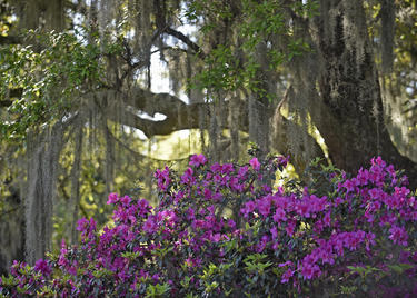 Shadows-on-the-Teche Louisiana