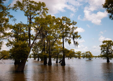 The Atchafalaya Water Heritage Trail showing the basin.