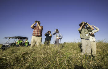 Yellow Rails and Rice Festival - Bird watching