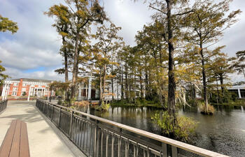 Swamp on ULL Campus