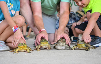 A group of three people preparing to race frogs at the Rayne Frog Festival. 