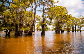 Cypress trees rise from the golden waters of a swamp under a bright sky in the Atchafalaya Basin.
