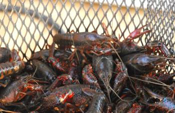 CrawfishPot.jpg