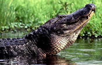 Alligators on the Creole Nature Trail