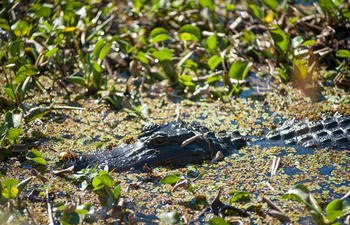 DSC_6487.jpg