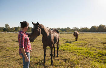 Farr Park Horses