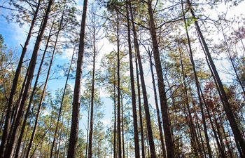 Kisatchie NationalForest trees Scenery
