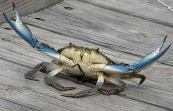 Louisiana Blue Crab