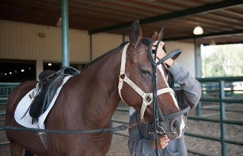 Saddle_Horse_FarrPark.jpg