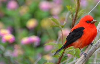 Scarlet Tanager Bird Grand Isle