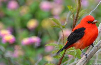 Scarlet Tanager Bird Grand Isle