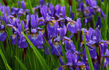 Purple Louisiana Iris
