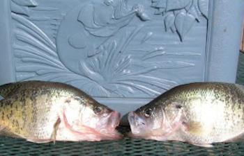 White Perch