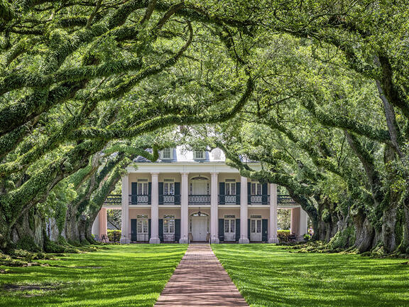 The brick path to the Oak Alley Plantation home is lined with large, curved trees, creating an archway.