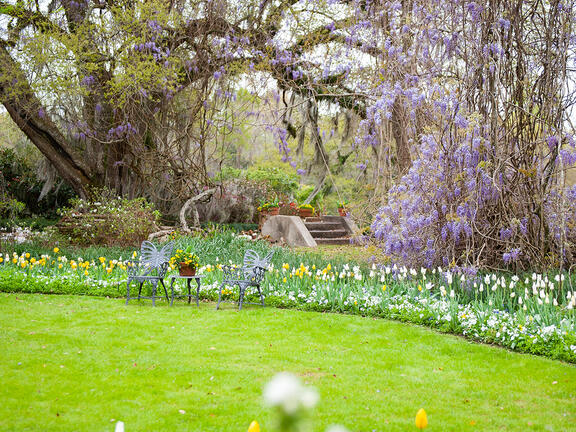 Purplewisteria in full bloom draping over a butterfly bench at Afton Villa Gardens in Francisville, Louisiana.