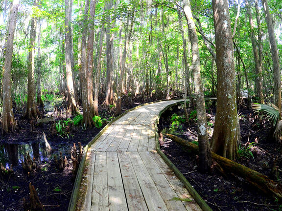 Boardwalk Trail in the Jean Lafitte National Historic Park, Louisiana