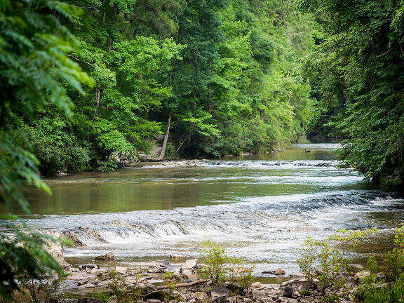 Kisatchie Bayou