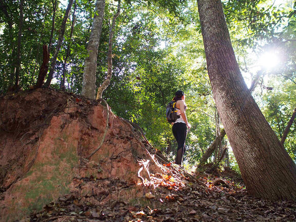 A hiker stands on a hill surrounded by trees at Tunica Hills Wildlife Management Area.