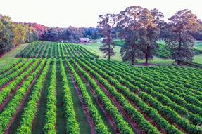 Vineyards