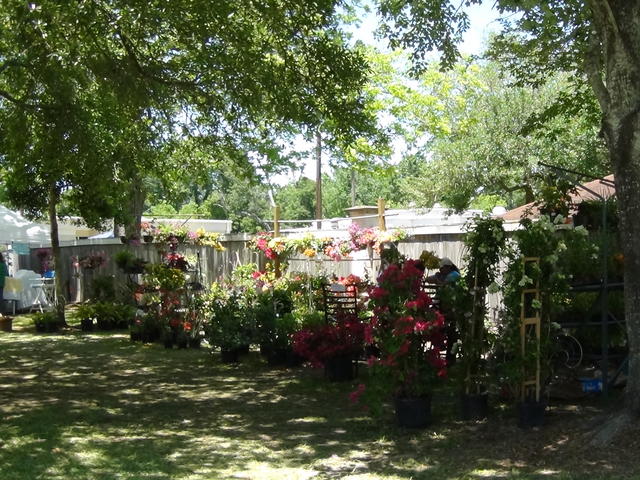 Hanging and Climbing Flowers