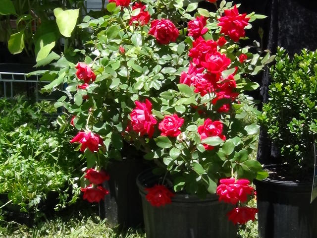 Rosebush