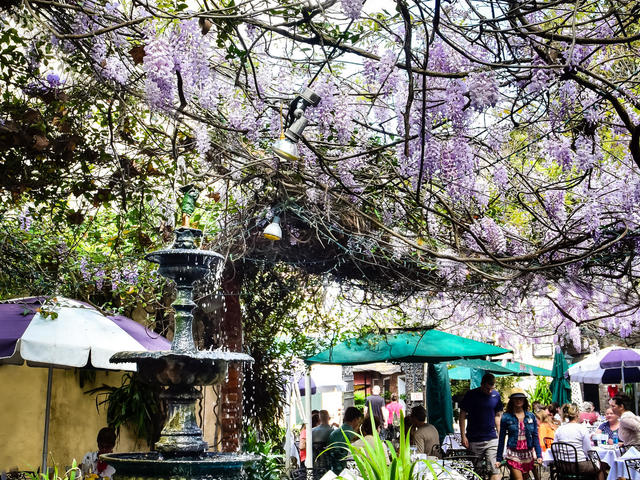 Wisteria blooms in the courtyard in March