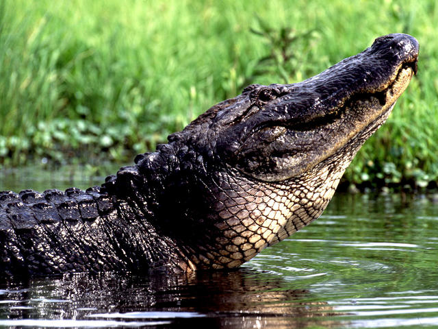 Alligator outnumber people on the Creole Nature Trail All-American Road. monsoursphotography.com Photo 3