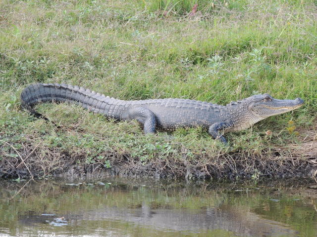 Alligator reflection