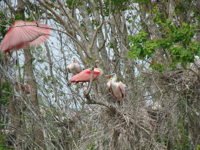 Roseate Spoonbill feeding baby at Grosse Savanne Eco-tours