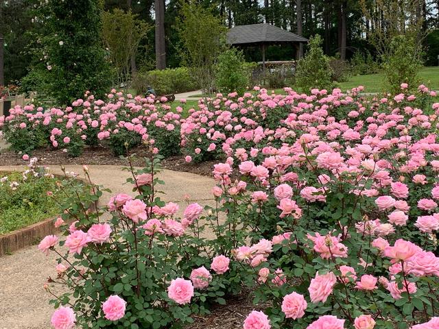 More than 20,000 roses fill the grounds of the American Rose Center Garden