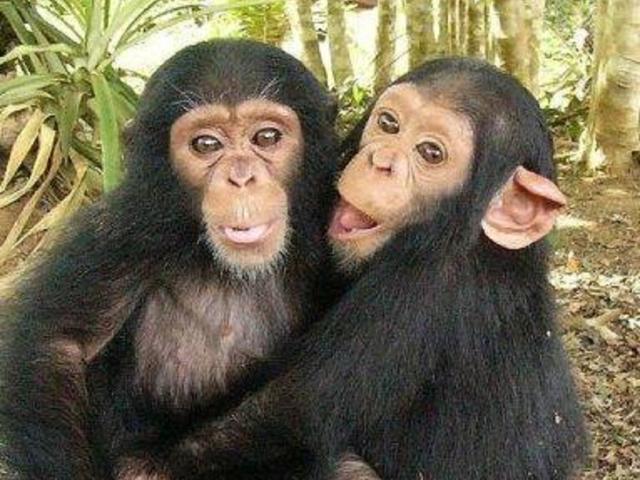 Chimp Haven Photo