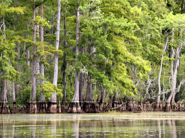 Cypress trees in the Honey Island Swamp