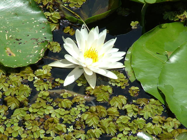 Swamp lillies