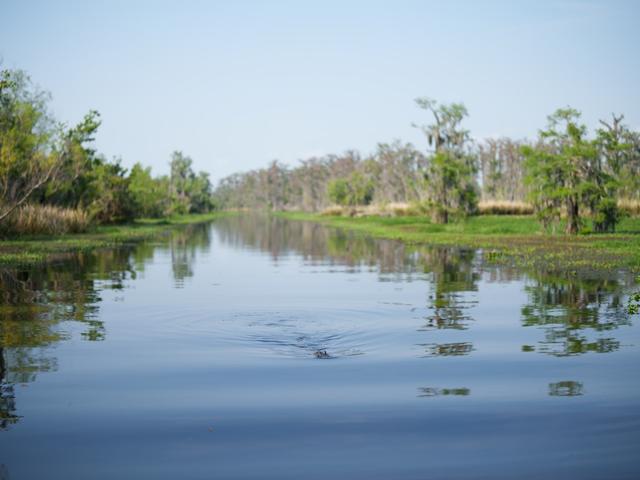 Annie Miller's Son's Swamp and Marsh Tours, Inc. Photo