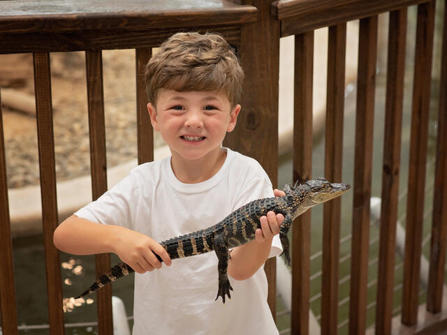 Gator Chateau Photo