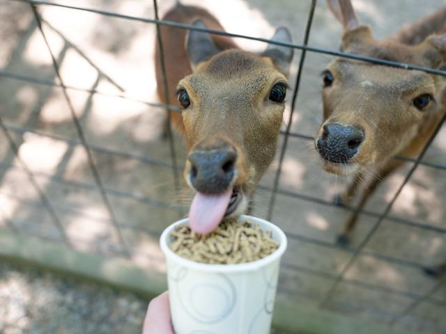 Petting Zoo at Gators and Friends Adventure Park Photo 3