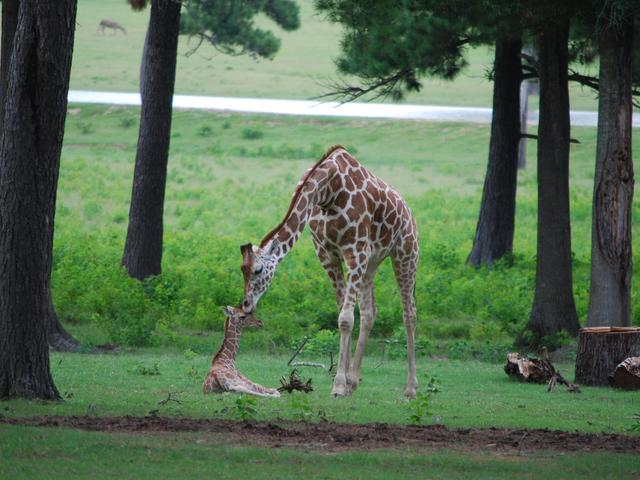 Baby first kiss!