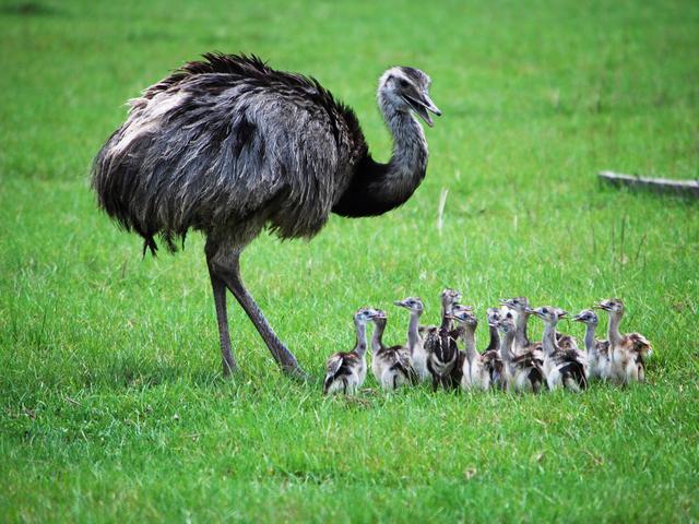 Baby Rhea Birds