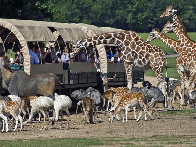 You feed the animals on a safari adventure tour at Global Wildlife Center! Photo 2