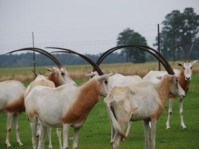 Scimitar Horned Oryx