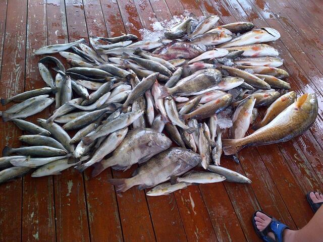 Black Bay Trout