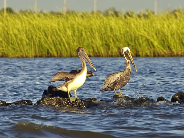 Grand Isle