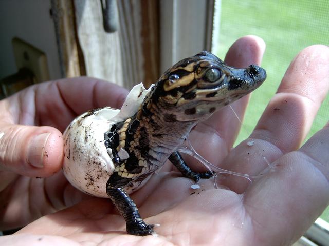 Baby Hatching